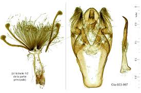 Image result for Pyla fusca