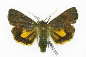 Image result for Noctua interjecta