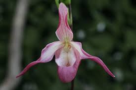 Image result for Dipcadi longifolium