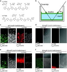 There were several studies that mention methods for detecting biofilms such as tissue culture plate (tcp) was better at detecting. Real Time Optotracing Of Curli And Cellulose In Live Salmonella Biofilms Using Luminescent Oligothiophenes Npj Biofilms And Microbiomes