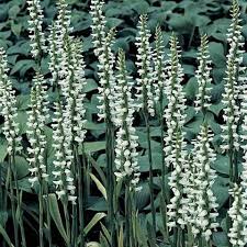 Image result for Sphaeranthus chandleri