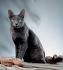 Korat Cat Breed Information, Pictures, Characteristics & Facts
