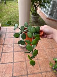 Use our water calculator to personalize watering recommendations to your environment or download greg for more advanced recommendations for all of your plants. Silver Dollar Vine Home Furniture Gardening On Carousell