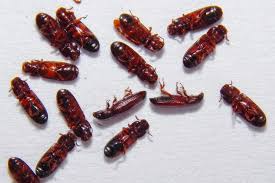 Cockroaches are familiar pests that are found in kitchen cupboards. Flour Beetles