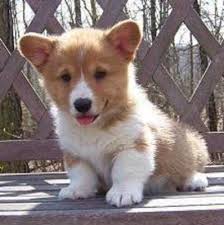 Fluffy dogs make great canine companion if you don't mind shedding. Pembroke Welsh Corgi Puppies Sale Welsh Corgi Puppies Corgi Puppies For Sale Corgi Dog Breed