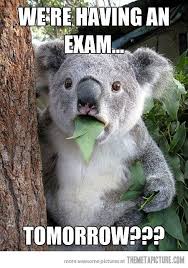 We All Have Had This Moment Koala Meme Koala Bear Cute Animals