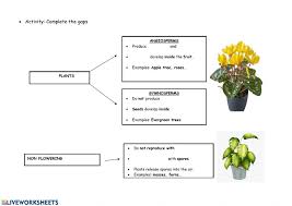 Why do plants invest so much time and energy in flowers, when keikis would allow much faster, more reliable and less expensive reproduction ? Plants Mind Map Worksheet