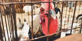 Greedy Attorney Bruce Matson Ordered to Jail Directly After Court Hearing