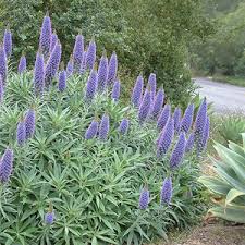 Image result for Exochaenium exiguum