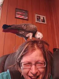 What else can be done to help an aggressive Amazon parrot?