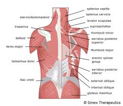Maybe you would like to learn more about one of these? Lower Back Pain Strain Information Sinew Therapeutics