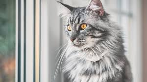 Maine coon cats are moderately active. How Much Do You Know About Maine Coon Cats Youtube