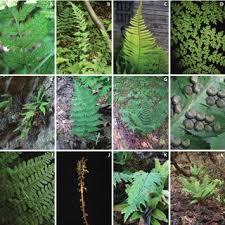 Image result for Pteris kivuensis