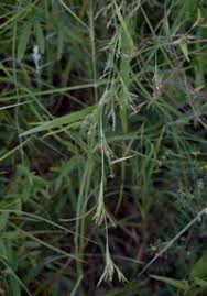 Image result for Hackelochloa granularis