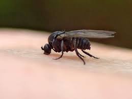 As i found out when painting the hallway a very pale yellow last summer, grr! Tiny Black Flying Bugs In House How To Get Rid Of Them In House Naturally Getridofallthings Com