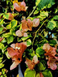 Pin On Bougainvillea