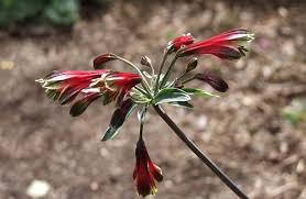 Image result for Alstroemeria pulchella