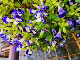 Image result for Linderniaceae