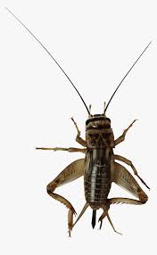 Check spelling or type a new query. Download Png Image Cricket Bug Transparent Background Png Download Transparent Png Image Pngitem