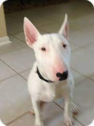 Baxter Adopted Puppy Houston Tx Bull Terrier Bull Terrier English Bull Terriers Bull Terrier Dog