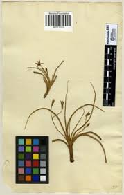 Image result for Hypoxis nyasica