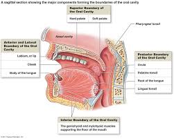 Oral Cavity A Sagittal Section Showing The Major Components Forming The Boundaries Of The Oral Cavity Throat Anatomy Human Mouth Human Anatomy And Physiology