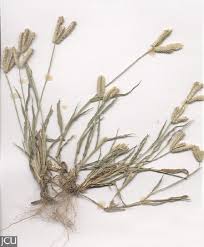 Image result for Dactyloctenium geminatum