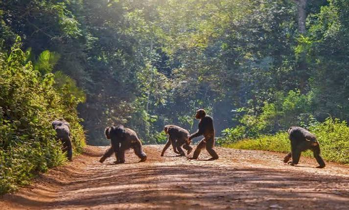 Queen Elizabeth National Park, Uganda
