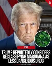 𝗡𝗘𝗪: 𝗧𝗿𝘂𝗺𝗽 𝗪𝗲𝗶𝗴𝗵𝘀 𝗥𝗲𝗰𝗹𝗮𝘀𝘀𝗶𝗳𝘆𝗶𝗻𝗴  𝗠𝗮𝗿𝗶𝗷𝘂𝗮𝗻𝗮 𝗮𝘀 𝗟𝗲𝘀𝘀 𝗗𝗮𝗻𝗴𝗲𝗿𝗼𝘂𝘀 𝗗𝗿𝘂𝗴: President  Trump is considering reclassifying marijuana as a less dangerous drug,  according to people familiar with the matter ...