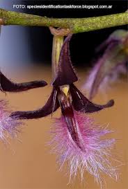 Image result for Bulbophyllum saltatorium