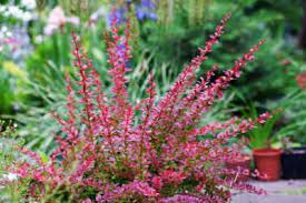 In medical, service, zone 9b. Tips Information About Zone 9 10 11 Gardening Know How