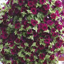Surfinia® petunias are the most vigorous, abundant bloomers of the petunia plants we offer. Petunia Surfinia Burgundy Flower Plants From Mr Fothergills Seeds And Plants