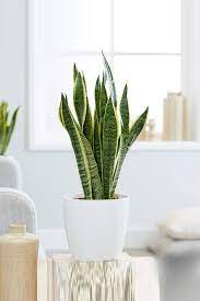 These evergreen plants can usually require both warm, cool climatic conditions and a little care to maintain. Snake Plant Indoor Air Purifying Indoor Plants Plantshop Me