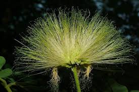 Image result for Albizia lebbeck