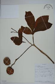 Image result for Schizozygia coffaeoides