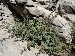 Image result for Ochthocharis