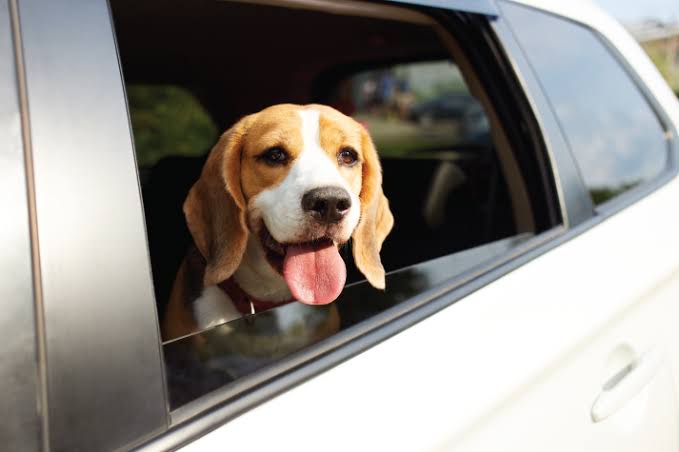 Pet Friendly Cab