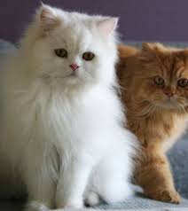 Resultado de imagen para gato de persa