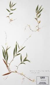 Image result for Oplismenus hirtellus