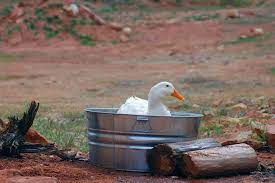 Raising Pekin Ducks Insteading