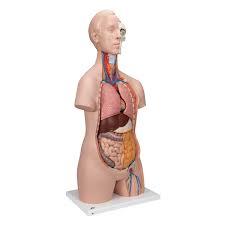 I recomend giving it a shot if your trying to learn. Human Torso Model Life Size Torso Model Anatomical Teaching Torso Unisex Torso 12 Part Torso
