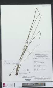 Image result for Xyris congensis