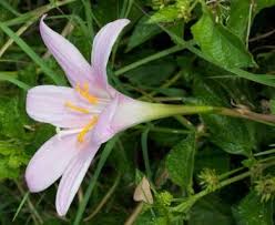 Image result for Zephyranthes minuta