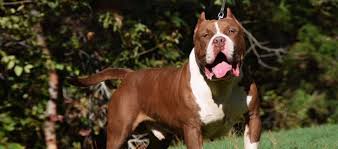 We have some of the biggest merle bully blood. Best Bully Breeder Xl Bullies For Sale