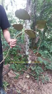 Qudrifarm Akar Mengkunyit Coscinium Blumeanum Pokok Facebook