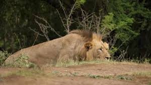 Maybe you would like to learn more about one of these? Lion Stalking Stock Video Footage Royalty Free Lion Stalking Videos Pond5