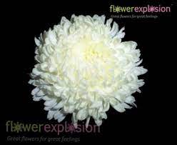 Maybe you would like to learn more about one of these? White Mum