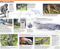Furthermore, dogs and cats cross the borders between countries that have many stray animals. Singapore Jungle City Can Humans And Wild Animals Co Exist Opinion News Top Stories The Straits Times