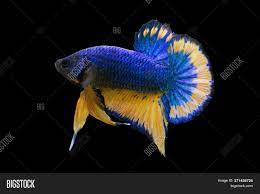 Fishchick aquatics 136 views1 month ago. Betta Blue Mustard Image Photo Free Trial Bigstock