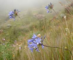 Image result for Agapanthus campanulatus